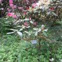 Rhododendron Hybride Mars